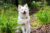 7 Best Dog Treats for Sensitive Stomach