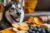 9 Foods To Feed Your Older Dog with Joint Pain