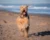 Best Dog Food for Airedale Terriers: What to Feed Daily