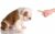 Debate Between Praising vs Disciplining Your Dog