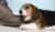 Dog Chewing On Everything: How To Stop It