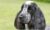 English Cocker Spaniel Diets: What Should You Feed This Dog Breed?