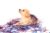 Fireworks Desensitization for Dogs: A Force-Free Training Plan