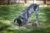 How To Stop Your Dog From Ruining The Yard