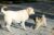 How to Introduce a Second Dog Into the Family–Like at the White House!