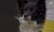Nimble The Dog Becomes First Mixed-Breed To Win Westminster Dog Show Masters Agility Championship
