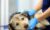 Symptoms, Causes, Diagnosis, and Treatments