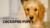 Temperament, Training, Health & Grooming
