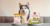The Honest Kitchen Wholemade vs. The Farmer’s Dog Instant Fresh: A Vet Tech Compares [2026]