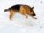 Training to be a Search and Rescue Dog