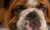 Welfare Experts Reveal 10 Dog Features Pet Owners Should Avoid