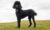 What Is A Deep Chested Dog? Here’s Everything You Need To Know