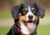 What to Feed Your Entlebucher Mountain Dog For Their Proper Growth and Health?